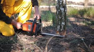 Why Choose Our Tree Removal Services in Burlington, CO?