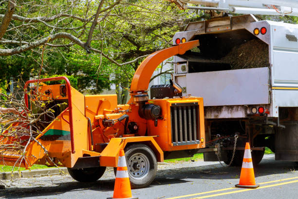 Burlington, CO Tree Services Company