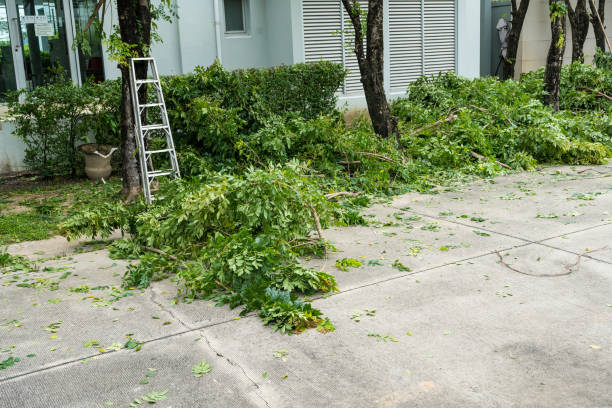 Best Storm Damage Tree Cleanup  in Burlington, CO