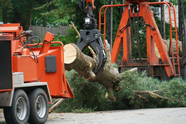 Best Fruit Tree Pruning  in Burlington, CO